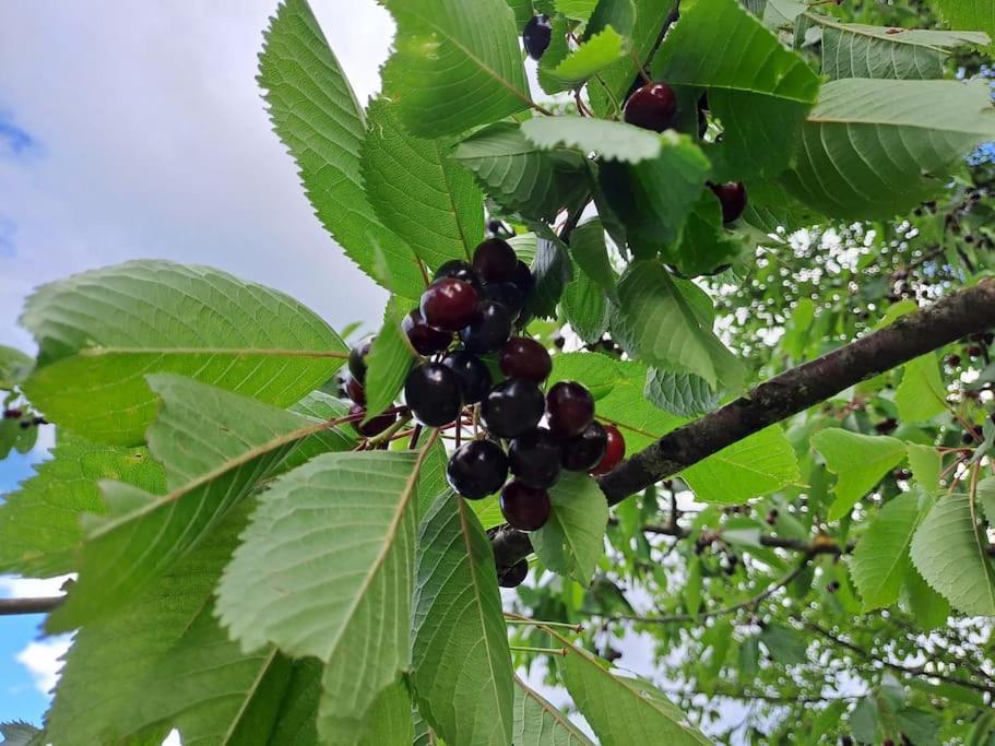 Pod Vinogradi Appartement Skocjan  Buitenkant foto