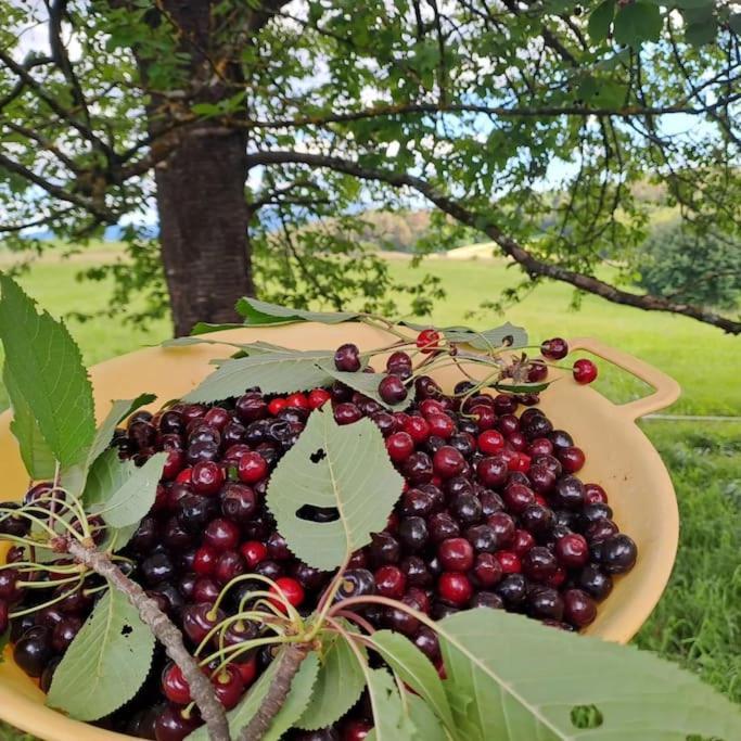 Pod Vinogradi Appartement Skocjan  Buitenkant foto